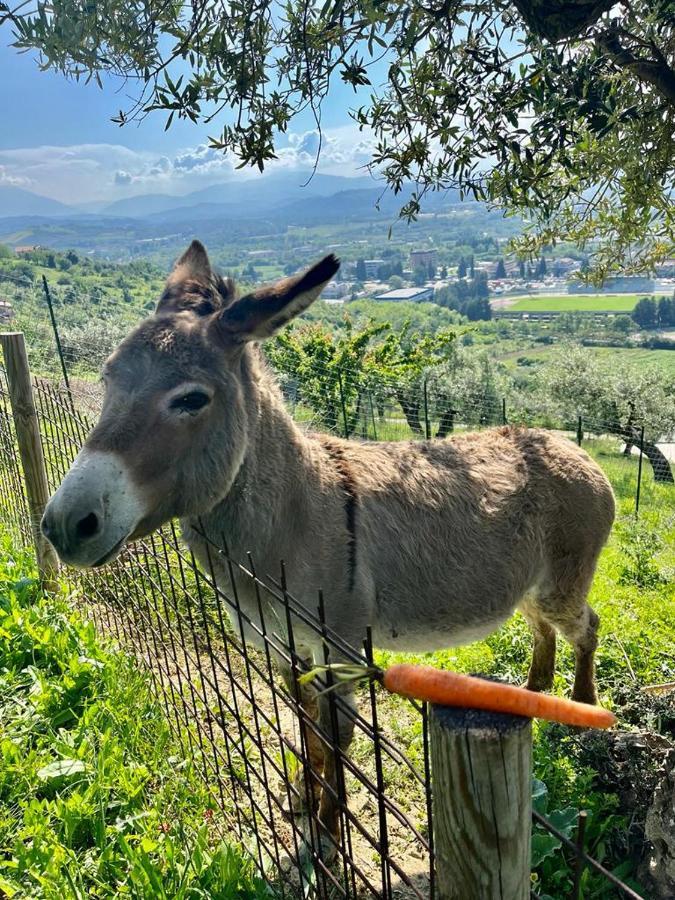 Mirabel Daire Chieti Dış mekan fotoğraf